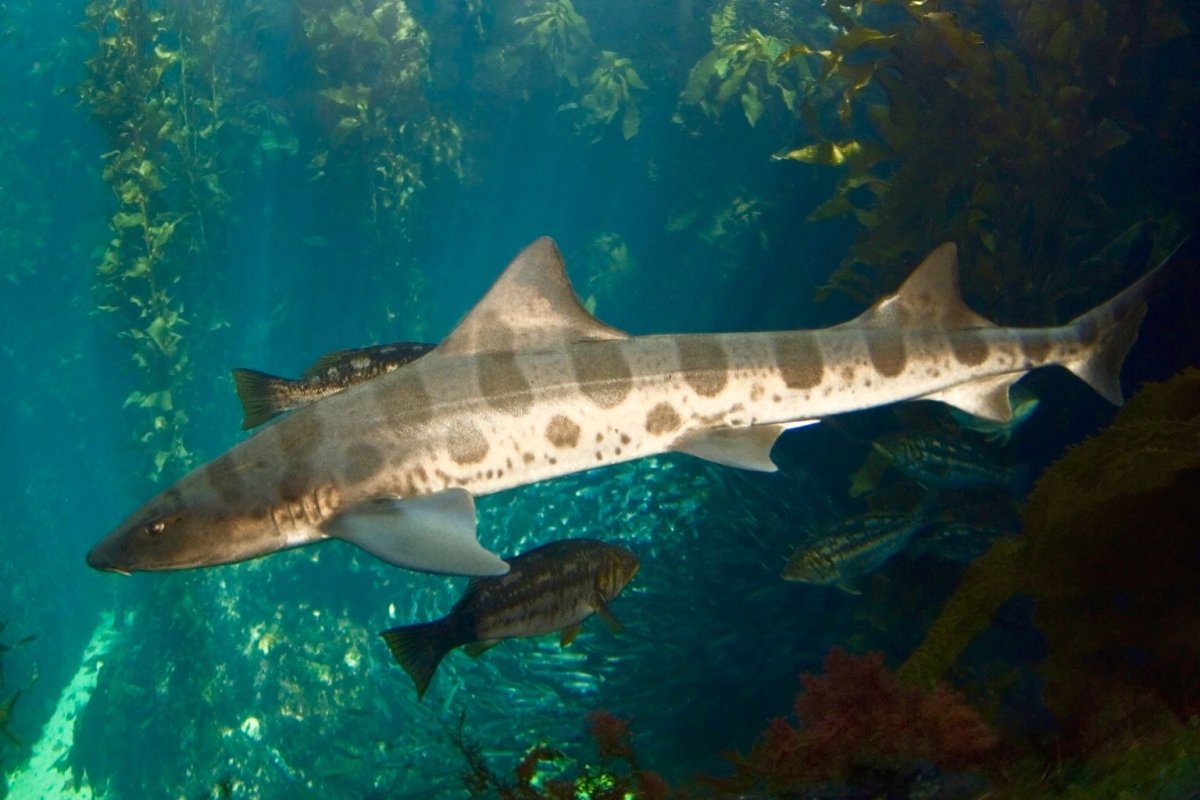 Класс хрящевые рыбы-Chondrichthyes