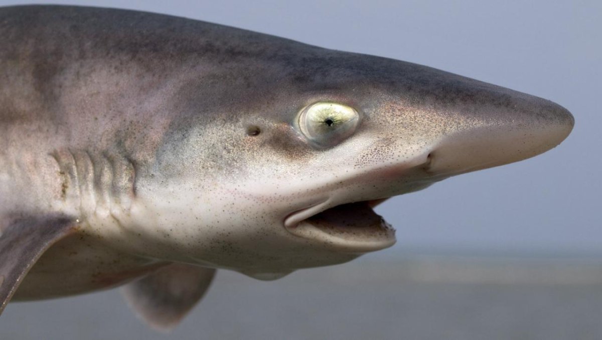 Акула-мако (серо-голубая акула)