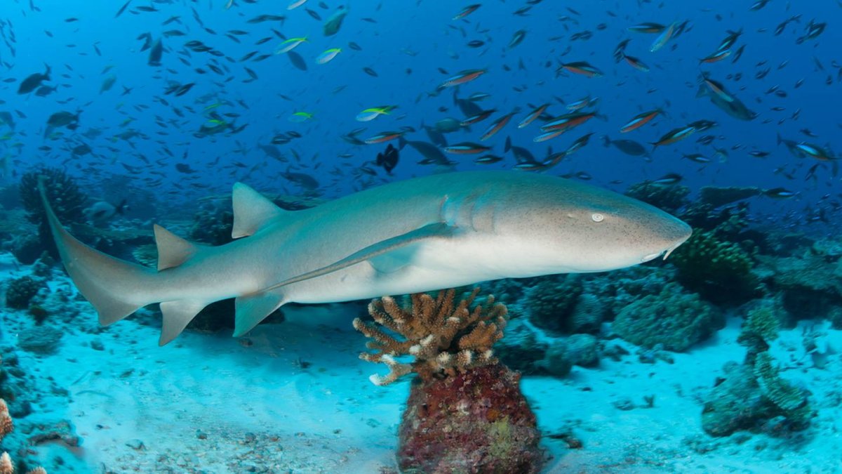 Вислоносая акула