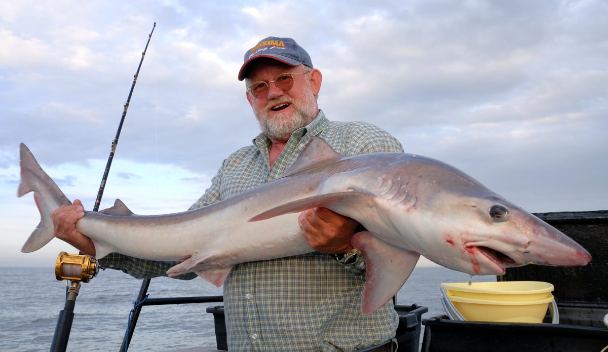 Земноводные акулы