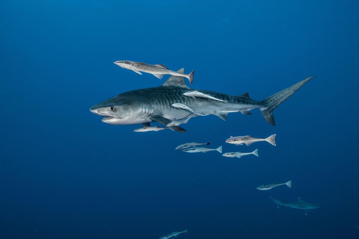 Средиземноморская Кунья акула