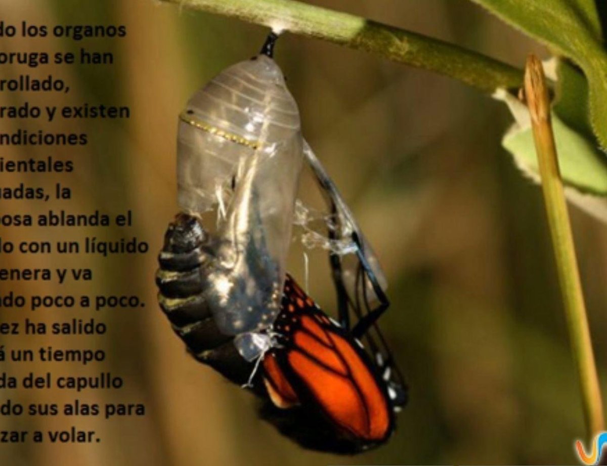 Бабочка из кокона