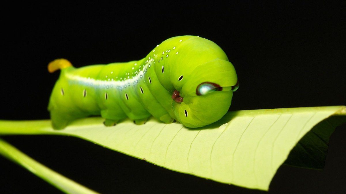 Hawk Moth Caterpillar