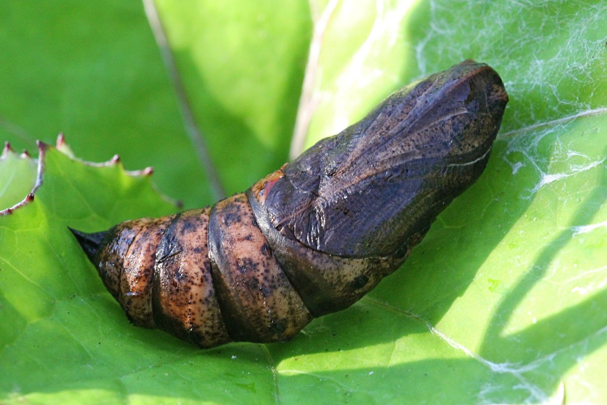 Бражник глазчатый кокон