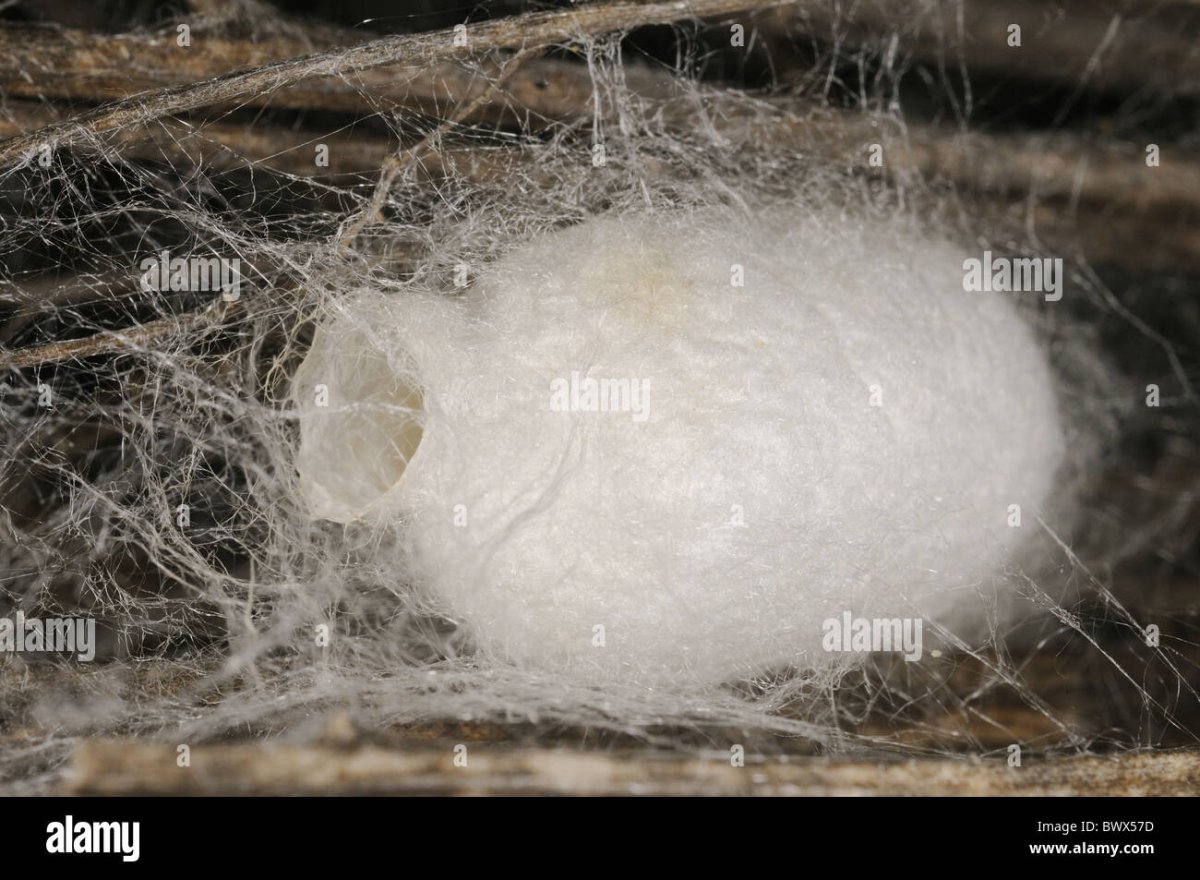 Кокон похожий на вату