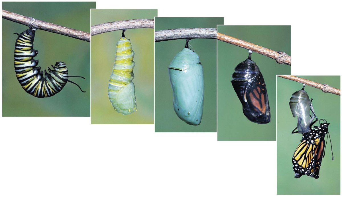 Гусеница кокон куколка бабочки схема