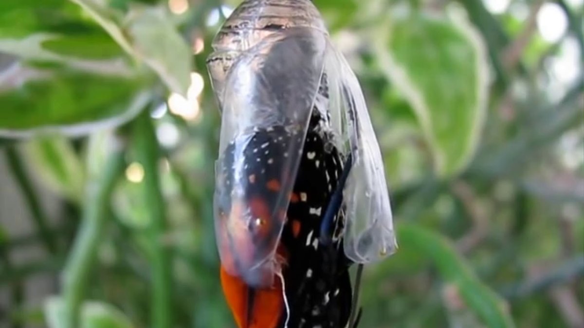 Бражник бабочка