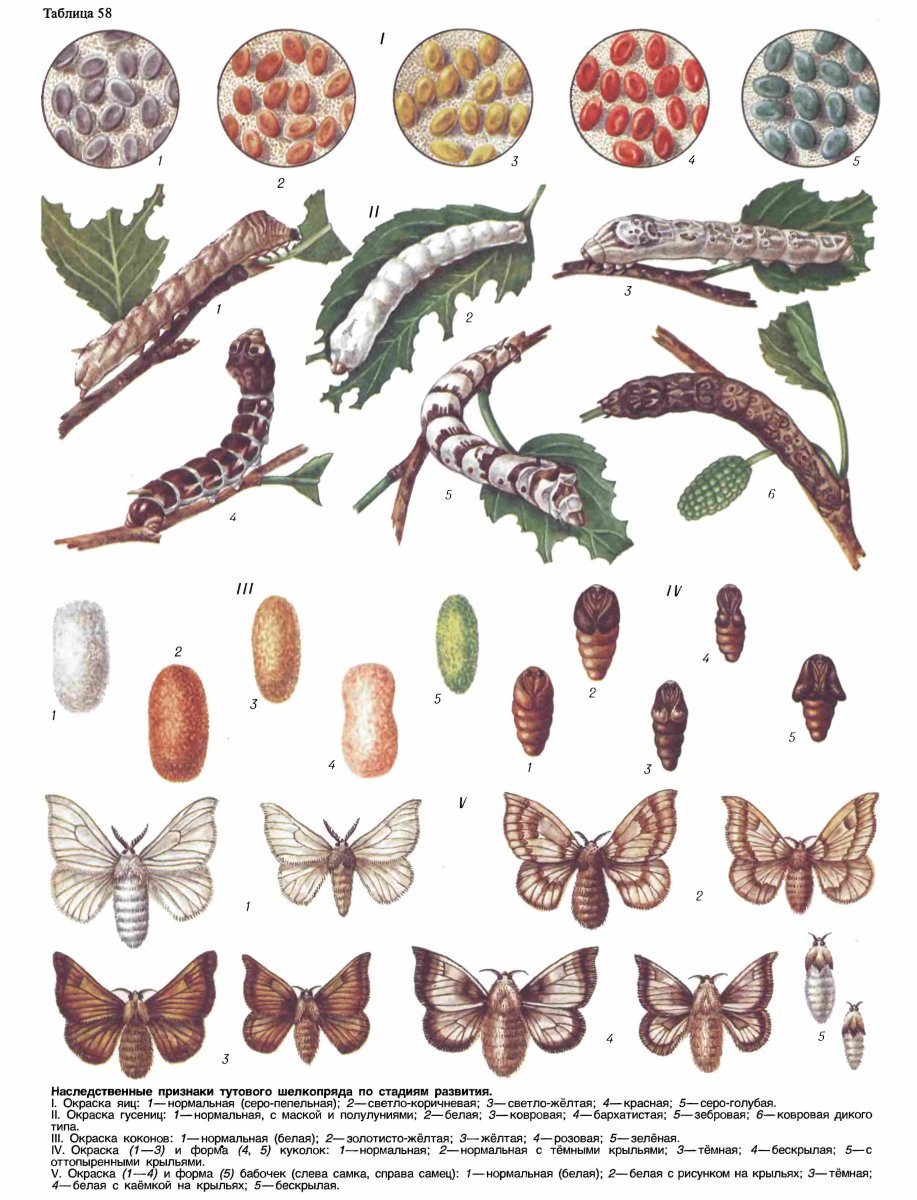 Тутовый шелкопряд гусеница куколка