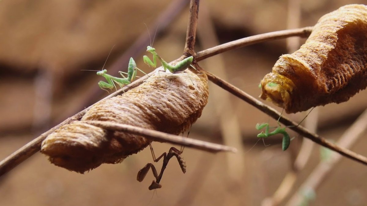 Кокон Гиляз