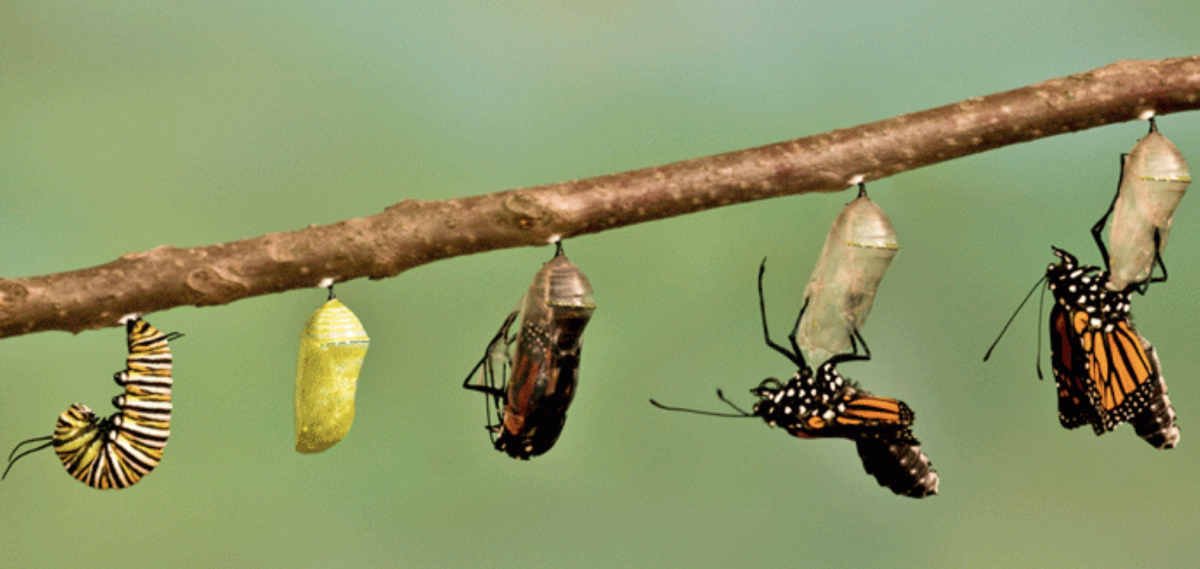 Caterpillar turn to Butterfly