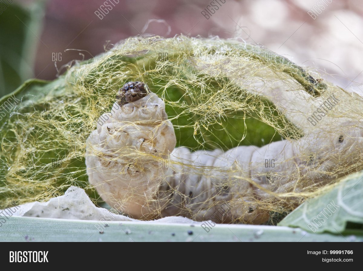 Паук шелкопряд кокон