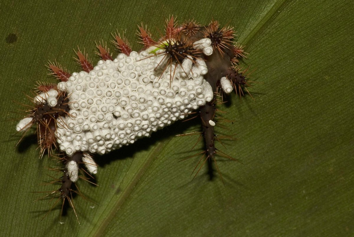 Коконы наездника