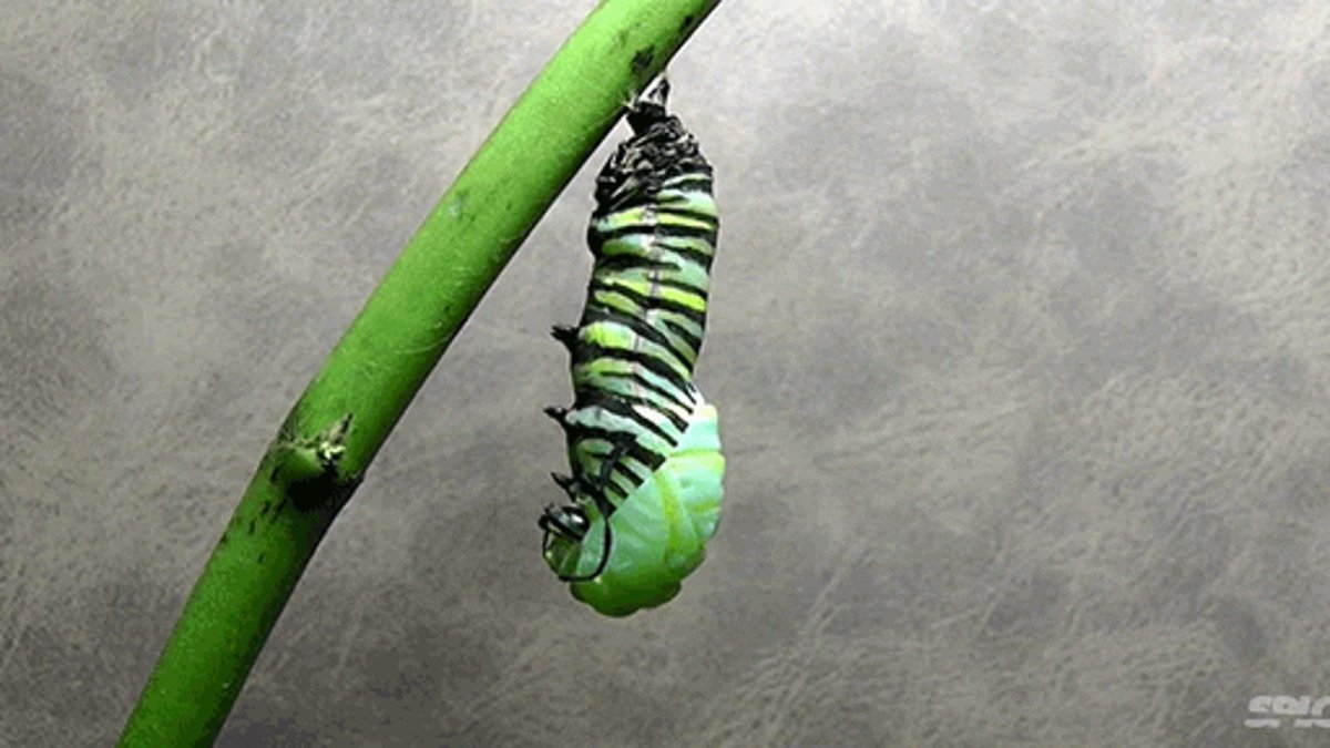 Гусеница бабочки