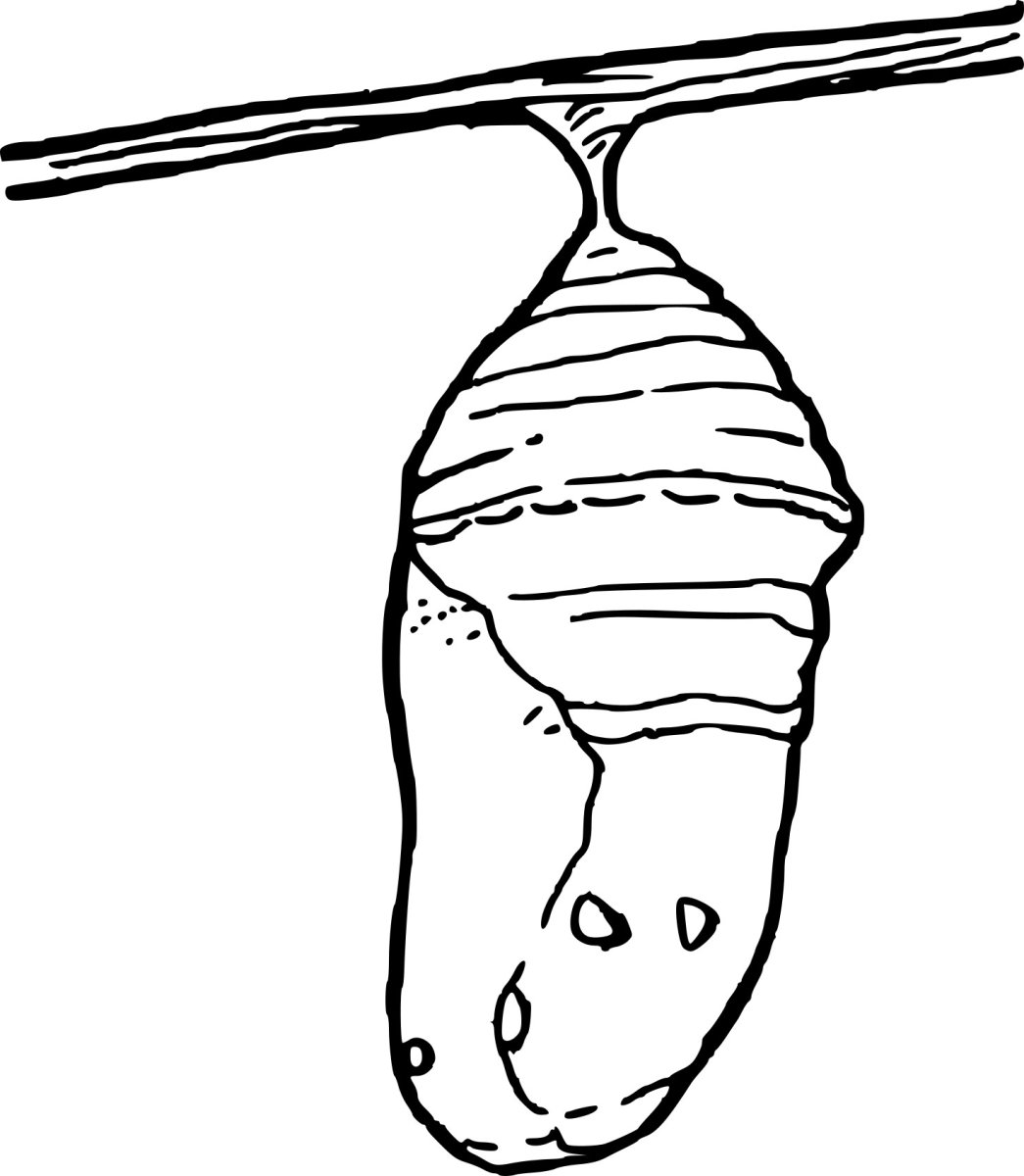 Куколка бабочки раскраска