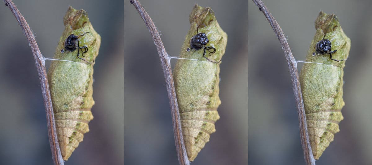 Кокон бабочки Махаон