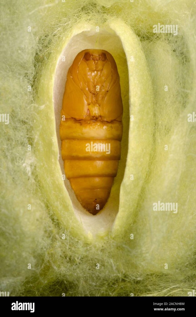 Халикодома кокон это что такое