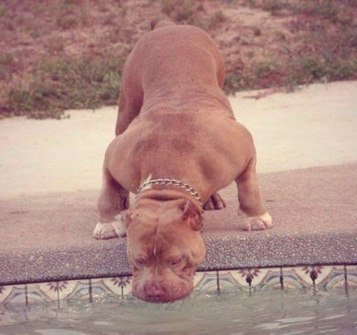 Питбуль спина