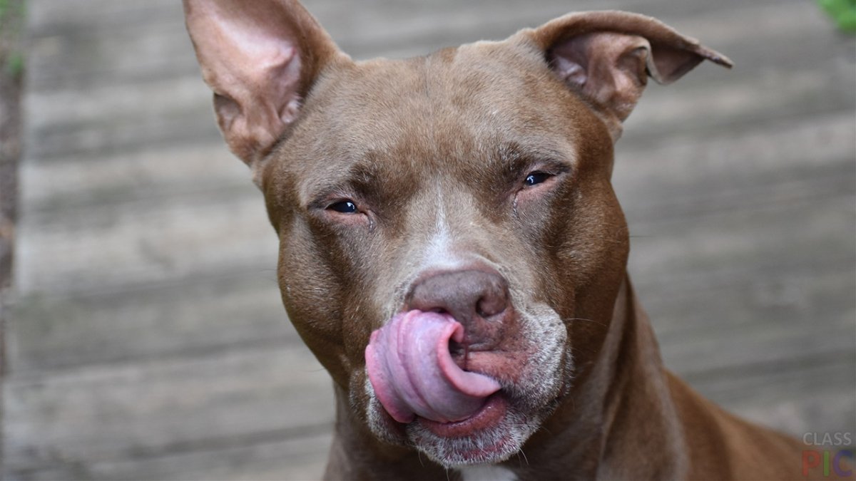 Мексиканский питбуль