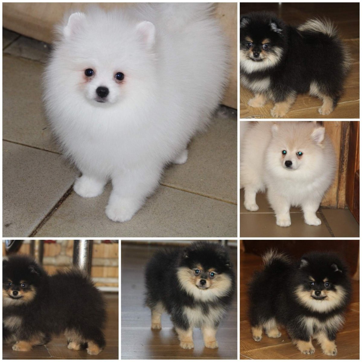 Померанский шпиц Teacup.