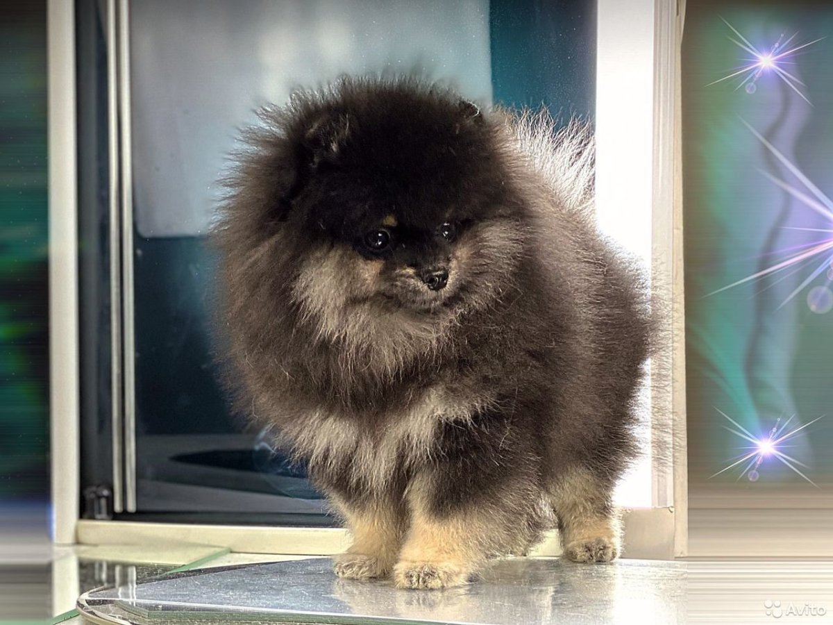 Тигровый померанский шпиц