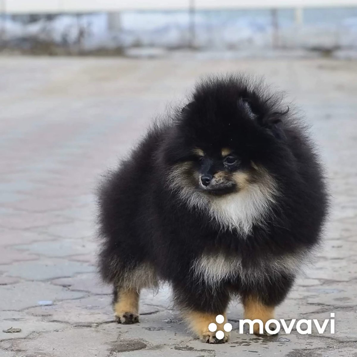 Шпиц в костюме