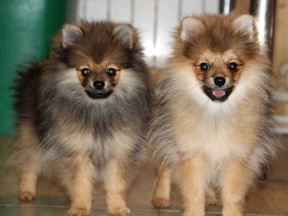 Померанский шпиц в корзинке