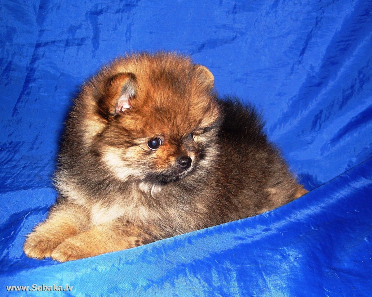 Смешные Шпицы до слез