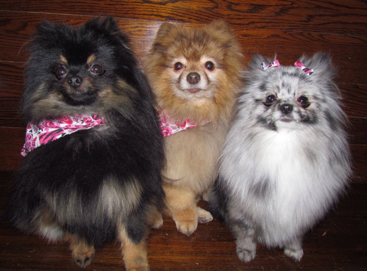 Братцы померанцы
