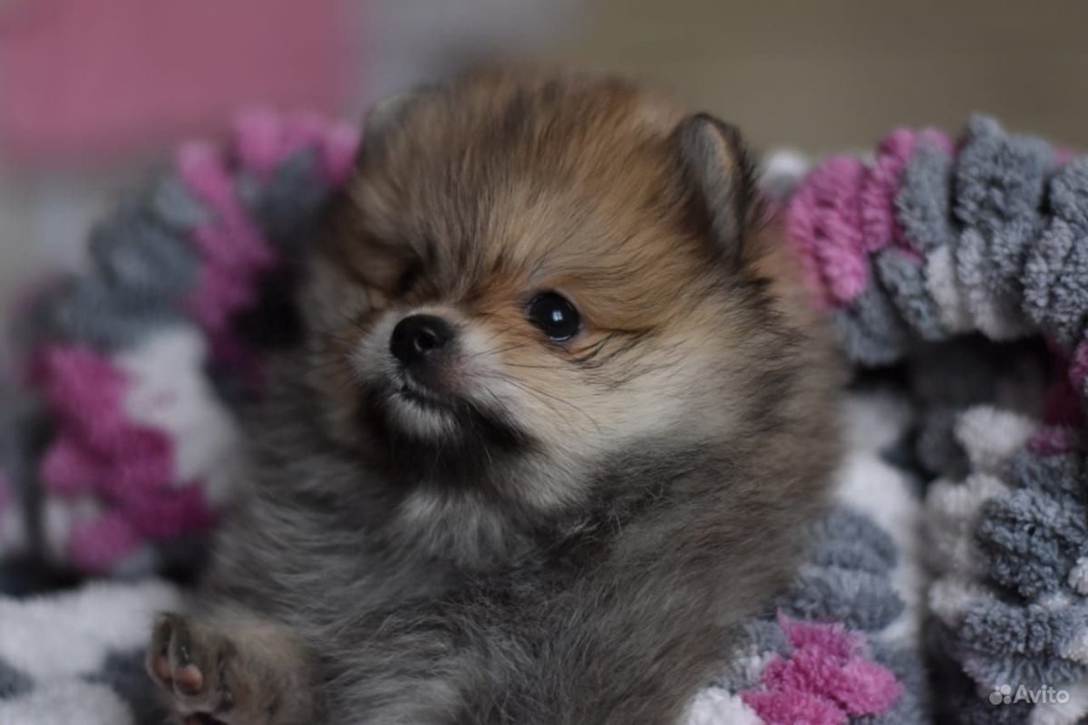 Голубо подпалый шпиц