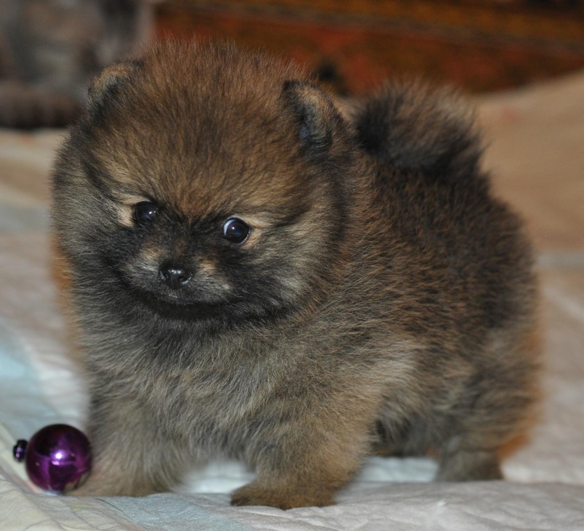 Фотообои на рабочий стол животные