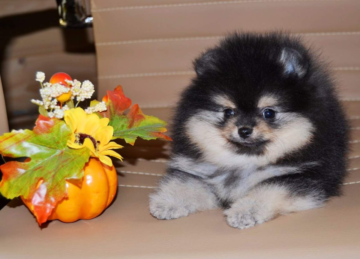 Королевский шпиц