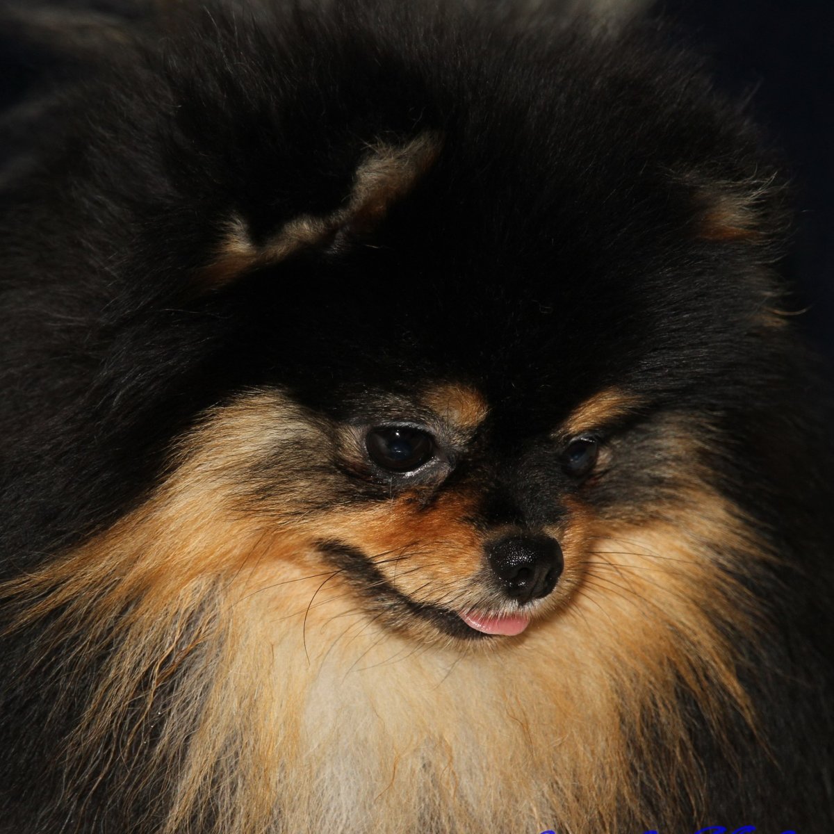 Бельгийский шпиц