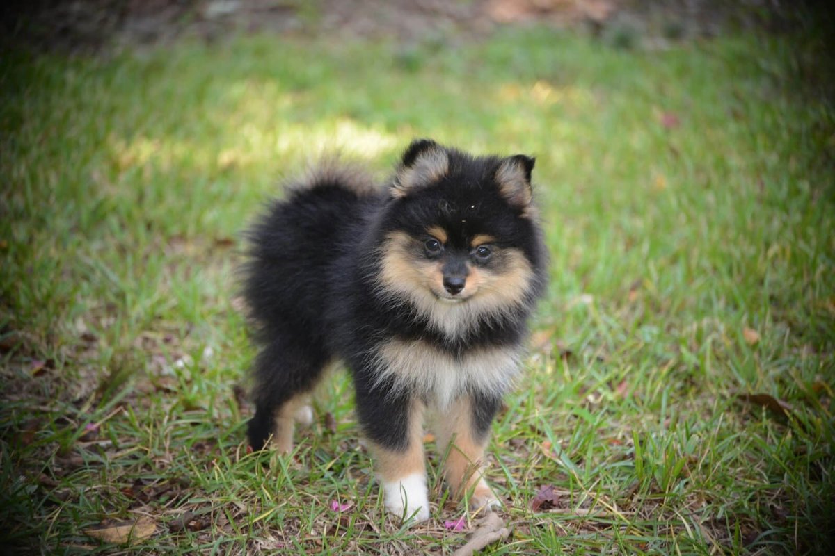 Собаки шпиц золотые для квартиры с детьми