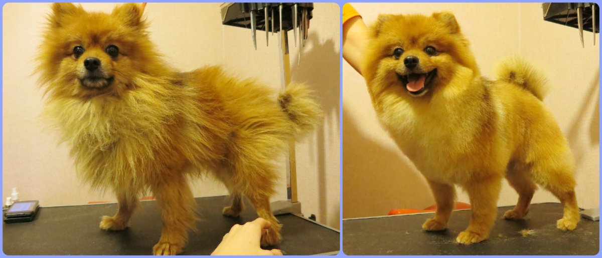 Шпиц окрас оранж Соболь