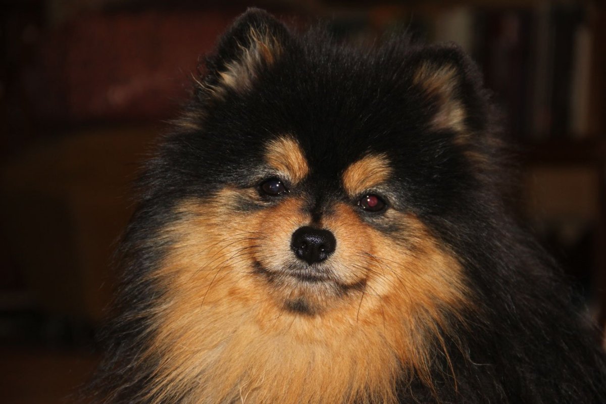 Разные окрасы шпицев красивые с бровями