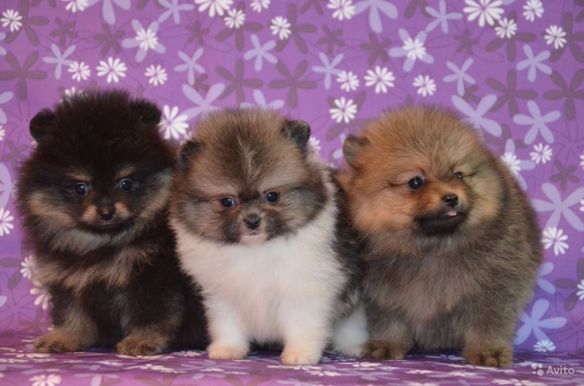 Шпиц померанский рыжий пушистый