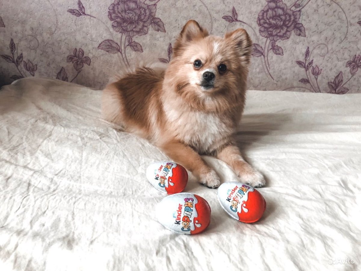 Тигровый померанский шпиц