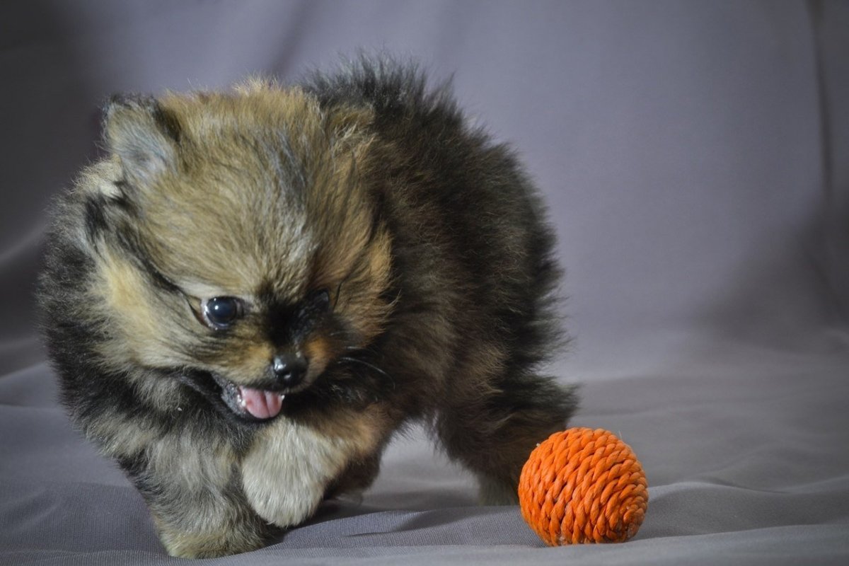 Померанский шпиц Мерле