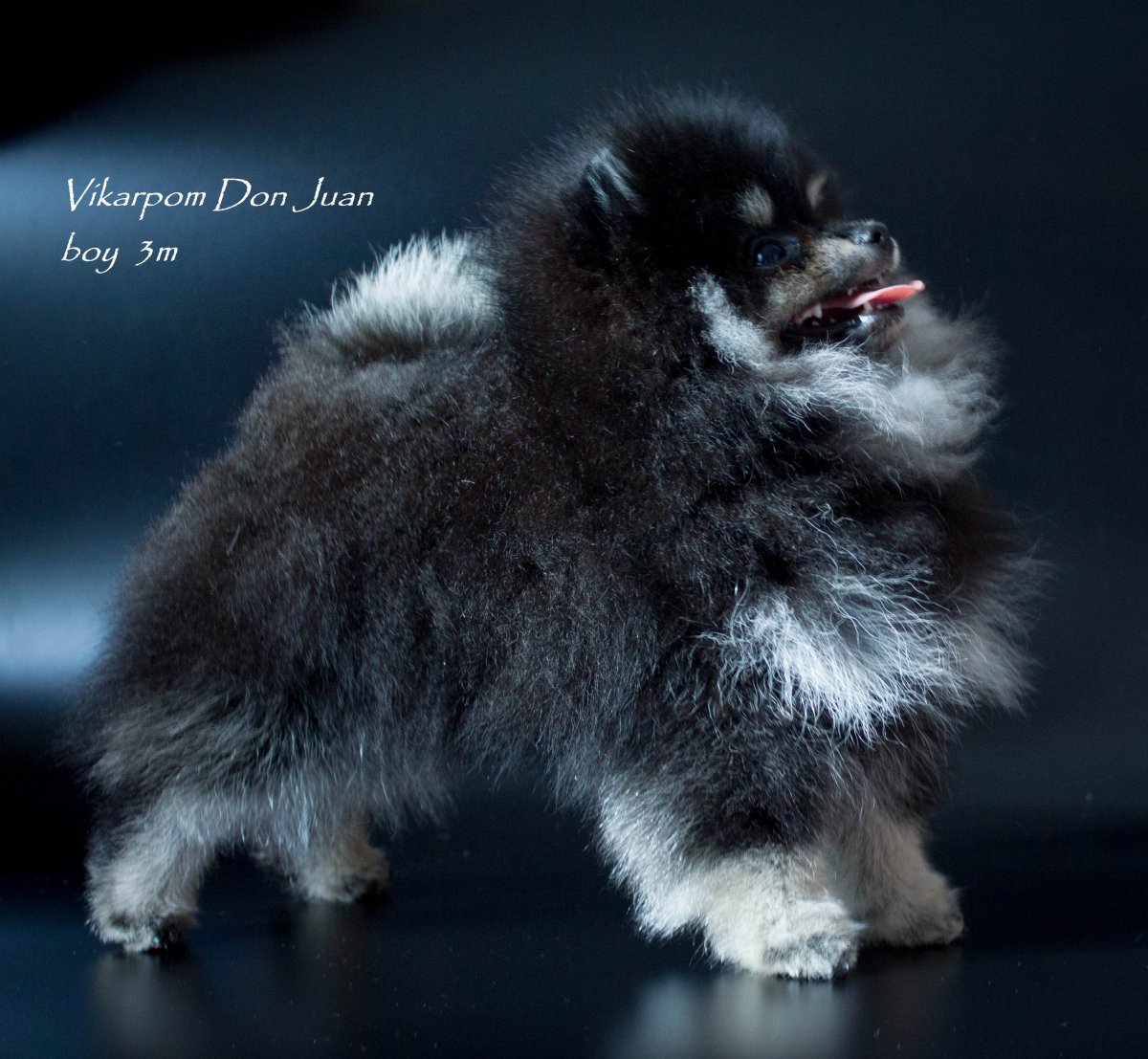 Соболиный шпиц