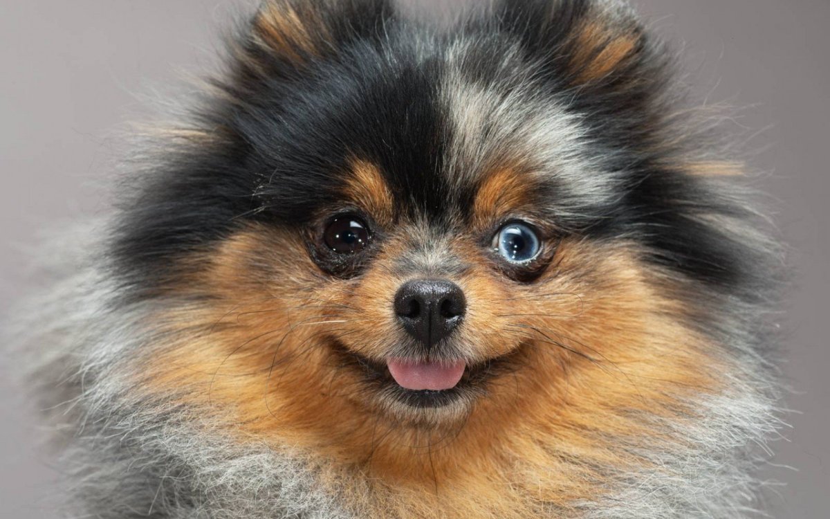 Померанский шпиц зонарно серый
