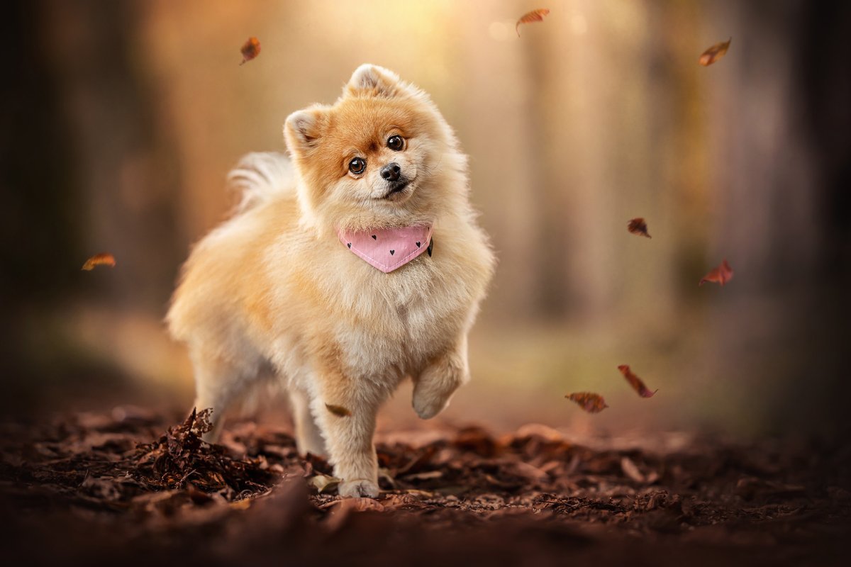 Оссипом австралийская пастушья собака и померанский шпиц