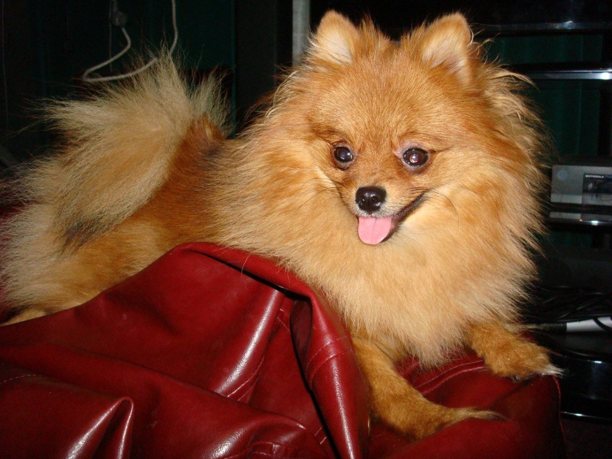 Королев шпиц