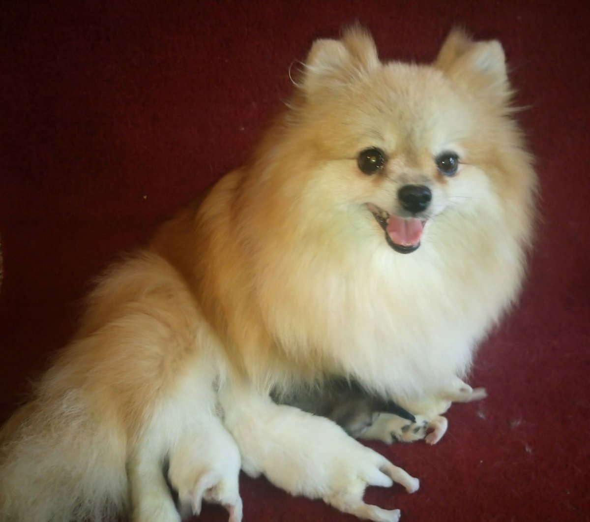 Померанский шпиц черно белый