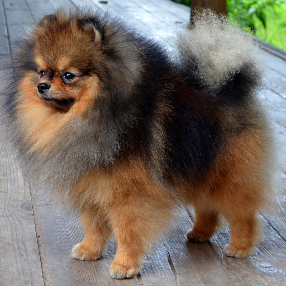 Шпиц в разном возрасте