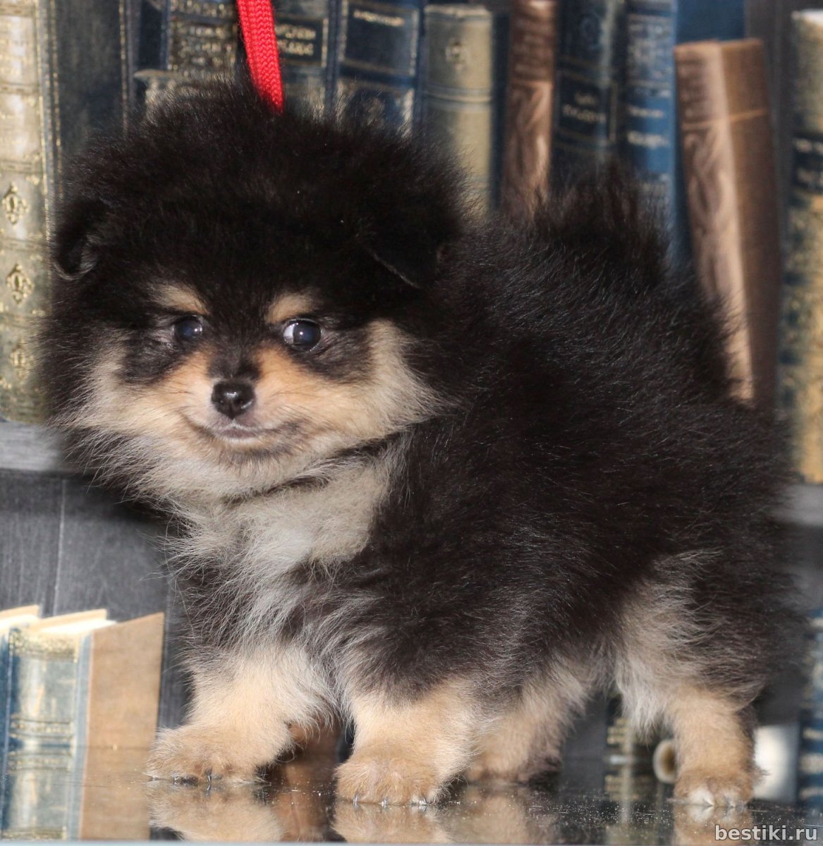 Рыже соболиный шпиц