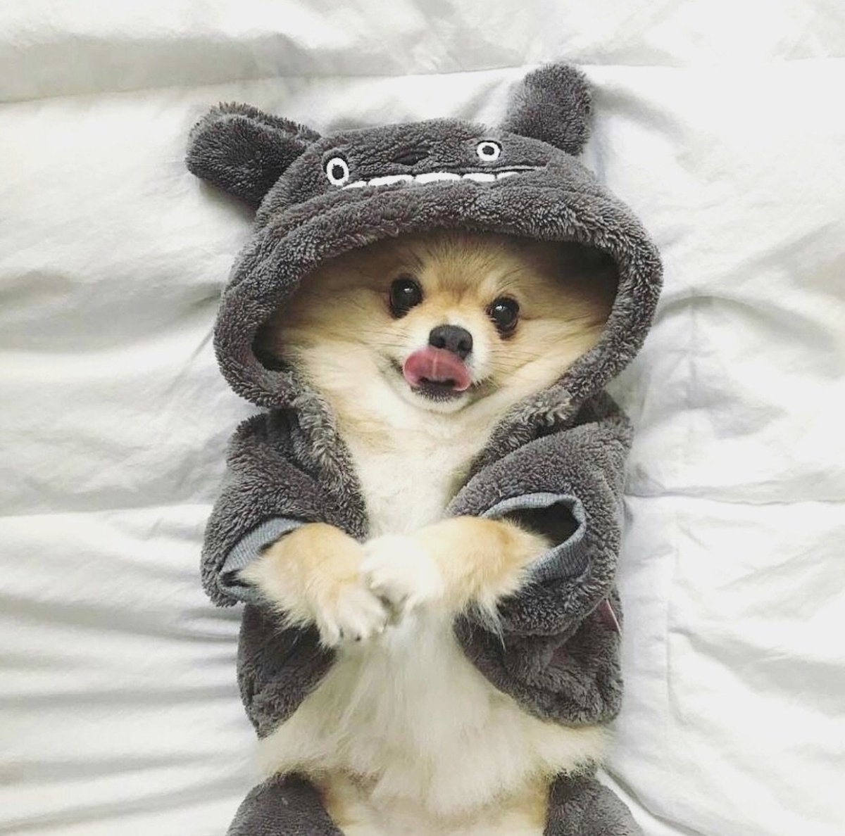 Померанский шпиц покрашенный