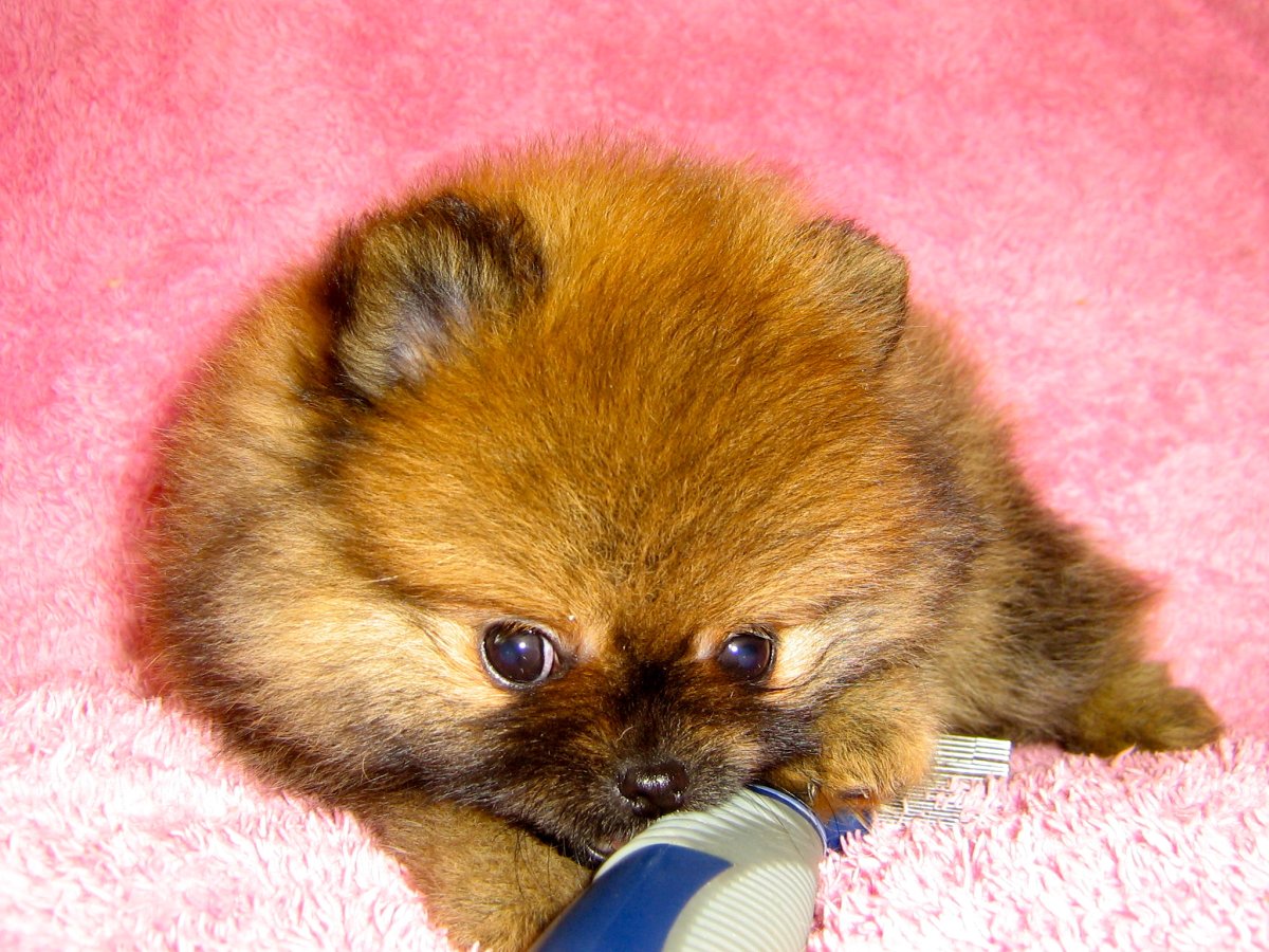 Фото Татьянин день шпиц фото