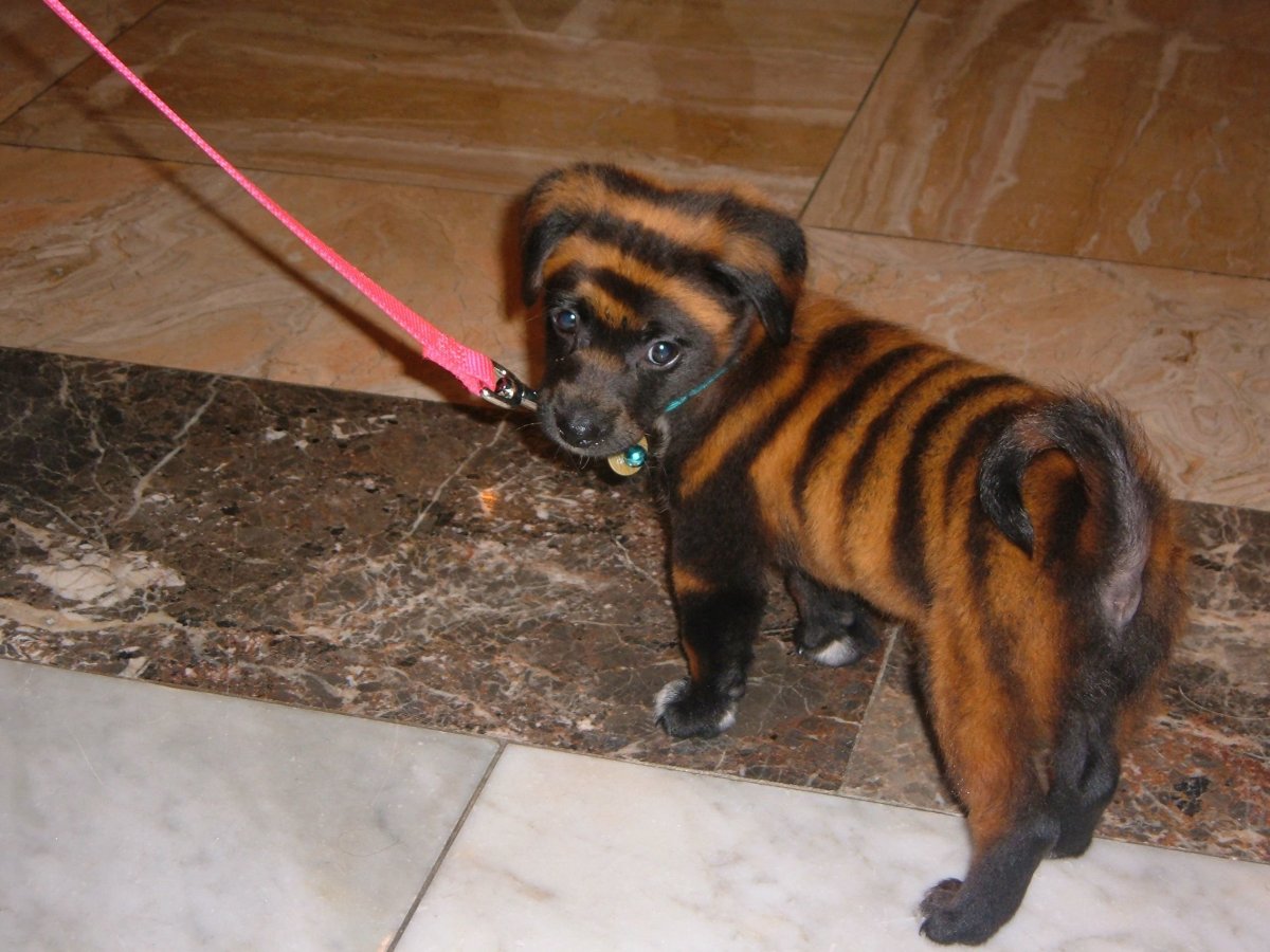 Померанский шпиц в одежде