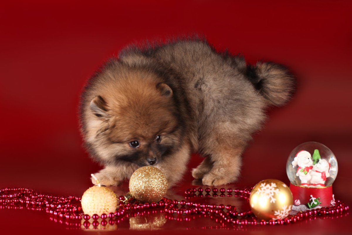 Тигровый шпиц