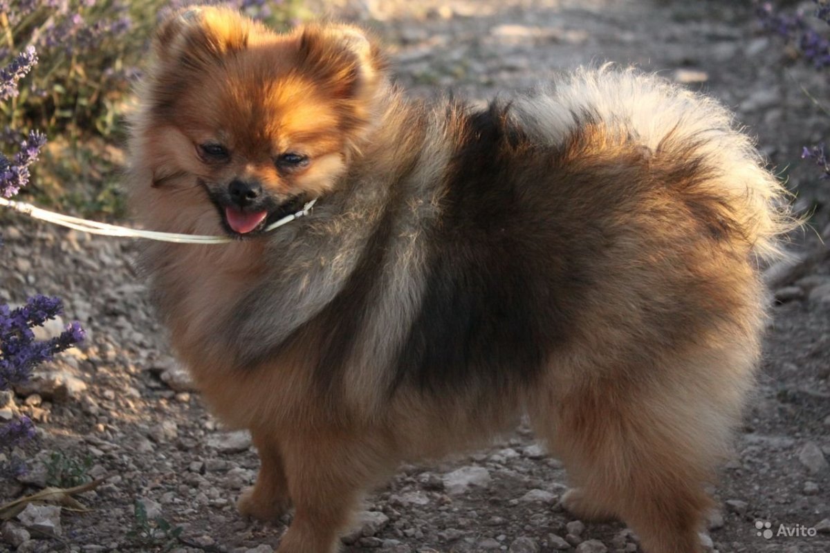 Тигровый шпиц